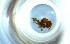  ( - RE21-NG1-HYM-0446)  @11 [ ] CreativeCommons by-nc-sa (2024) Nina Grella University of Bayreuth