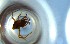  (Hypoponera AGB4877 - RE21-NG1-HYM-0471)  @11 [ ] CreativeCommons by-nc-sa (2024) Nina Grella University of Bayreuth
