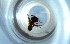  ( - RE21-NG1-HYM-0495)  @11 [ ] CreativeCommons by-nc-sa (2024) Nina Grella University of Bayreuth