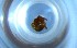  ( - RE21-NG1-HYM-0568)  @11 [ ] CreativeCommons by-nc-sa (2024) Nina Grella University of Bayreuth