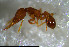  ( - RE21-NG1-HYM-0695)  @11 [ ] CreativeCommons by-nc-sa (2024) Nina Grella University of Bayreuth