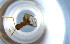  ( - RE21-NG1-HYM-0843)  @11 [ ] CreativeCommons by-nc-sa (2024) Nina Grella University of Bayreuth