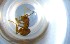  ( - RE21-NG1-HYM-0854)  @11 [ ] CreativeCommons by-nc-sa (2024) Nina Grella University of Bayreuth