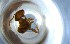  ( - RE21-NG1-HYM-0860)  @11 [ ] CreativeCommons by-nc-sa (2024) Nina Grella University of Bayreuth