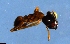  ( - RE21-NG1-HYM-0869)  @11 [ ] CreativeCommons by-nc-sa (2024) Nina Grella University of Bayreuth