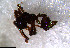  ( - RE21-NG1-HYM-0886)  @11 [ ] CreativeCommons by-nc-sa (2024) Nina Grella University of Bayreuth