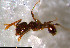  ( - RE21-NG1-HYM-0888)  @11 [ ] CreativeCommons by-nc-sa (2024) Nina Grella University of Bayreuth