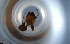  (Pheidole AGB3323 - RE21-NG1-HYM-0901)  @11 [ ] CreativeCommons by-nc-sa (2024) Nina Grella University of Bayreuth