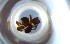  ( - RE21-NG1-HYM-0923)  @11 [ ] CreativeCommons by-nc-sa (2024) Nina Grella University of Bayreuth