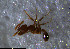  ( - RE21-NG1-HYM-0977)  @11 [ ] CreativeCommons by-nc-sa (2024) Nina Grella University of Bayreuth
