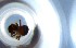  ( - RE21-NG1-HYM-0988)  @11 [ ] CreativeCommons by-nc-sa (2024) Nina Grella University of Bayreuth