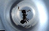  ( - RE21-NG1-HYM-0997)  @11 [ ] CreativeCommons by-nc-sa (2024) Nina Grella University of Bayreuth