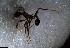  ( - RE21-NG1-HYM-1009)  @11 [ ] CreativeCommons by-nc-sa (2024) Nina Grella University of Bayreuth