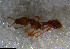  ( - RE21-NG1-HYM-1029)  @11 [ ] CreativeCommons by-nc-sa (2024) Nina Grella University of Bayreuth