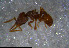  ( - RE21-NG1-HYM-1039)  @11 [ ] CreativeCommons by-nc-sa (2024) Nina Grella University of Bayreuth