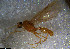  (Pheidole AGB3326 - RE21-NG1-HYM-1042)  @11 [ ] CreativeCommons by-nc-sa (2024) Nina Grella University of Bayreuth