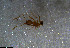  ( - RE21-NG1-HYM-1051)  @11 [ ] CreativeCommons by-nc-sa (2024) Nina Grella University of Bayreuth