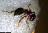  ( - RE21-NG1-HYM-1058)  @11 [ ] CreativeCommons by-nc-sa (2024) Nina Grella University of Bayreuth