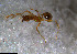  ( - RE21-NG1-HYM-1059)  @11 [ ] CreativeCommons by-nc-sa (2024) Nina Grella University of Bayreuth