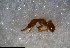  ( - RE21-NG1-HYM-1077)  @11 [ ] CreativeCommons by-nc-sa (2024) Nina Grella University of Bayreuth