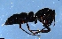  ( - RE21-NG1-HYM-1143)  @11 [ ] CreativeCommons by-nc-sa (2024) Nina Grella University of Bayreuth