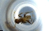  ( - RE21-NG1-HYM-1158)  @11 [ ] CreativeCommons by-nc-sa (2024) Nina Grella University of Bayreuth