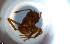  ( - RE21-NG1-HYM-1167)  @11 [ ] CreativeCommons by-nc-sa (2024) Nina Grella University of Bayreuth