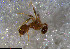  ( - RE21-NG1-HYM-1170)  @11 [ ] CreativeCommons by-nc-sa (2024) Nina Grella University of Bayreuth
