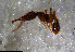  ( - RE21-NG1-HYM-1174)  @11 [ ] CreativeCommons by-nc-sa (2024) Nina Grella University of Bayreuth