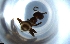  ( - RE21-NG1-HYM-1199)  @11 [ ] CreativeCommons by-nc-sa (2024) Nina Grella University of Bayreuth