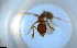  ( - RE21-NG1-HYM-1257)  @11 [ ] CreativeCommons by-nc-sa (2024) Nina Grella University of Bayreuth