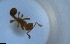  ( - RE21-NG1-HYM-1271)  @11 [ ] CreativeCommons by-nc-sa (2024) Nina Grella University of Bayreuth