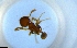  ( - RE21-NG1-HYM-1289)  @11 [ ] CreativeCommons by-nc-sa (2024) Nina Grella University of Bayreuth