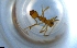  ( - RE21-NG1-HYM-1317)  @11 [ ] CreativeCommons by-nc-sa (2024) Nina Grella University of Bayreuth