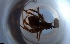  ( - RE21-NG1-HYM-1319)  @11 [ ] CreativeCommons by-nc-sa (2024) Nina Grella University of Bayreuth