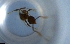  ( - RE21-NG1-HYM-1354)  @11 [ ] CreativeCommons by-nc-sa (2024) Nina Grella University of Bayreuth
