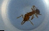  ( - RE21-NG1-HYM-1367)  @11 [ ] CreativeCommons by-nc-sa (2024) Nina Grella University of Bayreuth