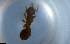  ( - RE21-NG1-HYM-1415)  @11 [ ] CreativeCommons by-nc-sa (2024) Nina Grella University of Bayreuth