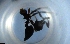  ( - RE21-NG1-HYM-1417)  @11 [ ] CreativeCommons by-nc-sa (2024) Nina Grella University of Bayreuth