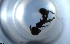  ( - RE21-NG1-HYM-1424)  @11 [ ] CreativeCommons by-nc-sa (2024) Nina Grella University of Bayreuth