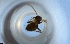  ( - RE21-NG1-HYM-1457)  @11 [ ] CreativeCommons by-nc-sa (2024) Nina Grella University of Bayreuth