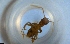  ( - RE21-NG1-HYM-1474)  @11 [ ] CreativeCommons by-nc-sa (2024) Nina Grella University of Bayreuth