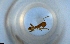  ( - RE21-NG1-HYM-1475)  @11 [ ] CreativeCommons by-nc-sa (2024) Nina Grella University of Bayreuth