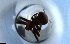  ( - RE21-NG1-HYM-1482)  @11 [ ] CreativeCommons by-nc-sa (2024) Nina Grella University of Bayreuth