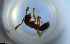 (Hypoponera AFP7022 - RE21-NG1-HYM-1493)  @11 [ ] CreativeCommons by-nc-sa (2024) Nina Grella University of Bayreuth