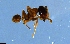  ( - RE21-NG1-HYM-1513)  @11 [ ] CreativeCommons by-nc-sa (2024) Nina Grella University of Bayreuth