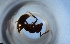  (Hypoponera ADI8354 - RE21-NG1-HYM-1524)  @11 [ ] CreativeCommons by-nc-sa (2024) Nina Grella University of Bayreuth
