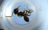  ( - RE21-NG1-HYM-1555)  @11 [ ] CreativeCommons by-nc-sa (2024) Nina Grella University of Bayreuth