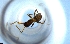  ( - RE21-NG1-HYM-1571)  @11 [ ] CreativeCommons by-nc-sa (2024) Nina Grella University of Bayreuth