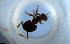  ( - RE21-NG1-HYM-1573)  @11 [ ] CreativeCommons by-nc-sa (2024) Nina Grella University of Bayreuth